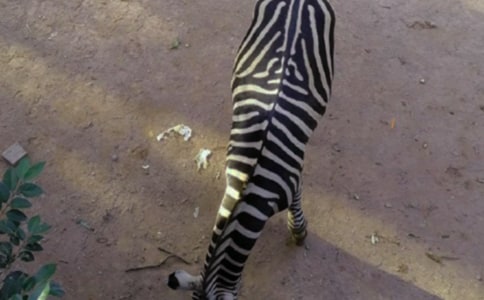 ���R������