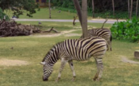 �P(gu��n)�ڰ��R���Y׌��������