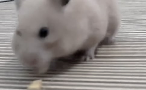 ��(y��u)��}(c��ng)���^���ի@��ӛ