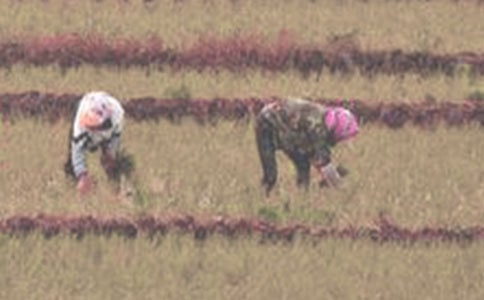 ��������300��9ƪ