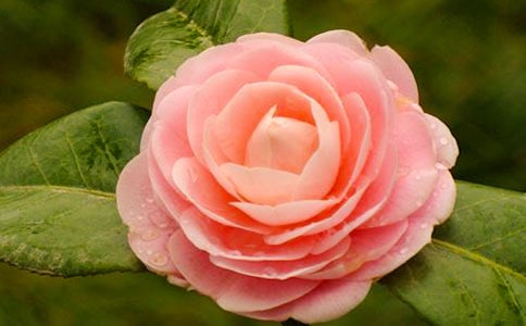 描寫茶花的優(yōu)美句子