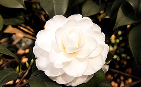 �^��軨������