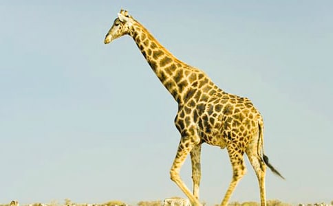 �L(zh��ng)�i¹�ʹ��󿴈D��Ԓ����