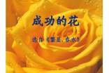 高中成功的花記敘文600字