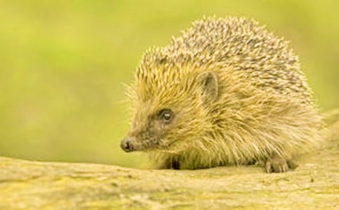 �nω��؂�ʹ�⬵�Ԣ�Թ���