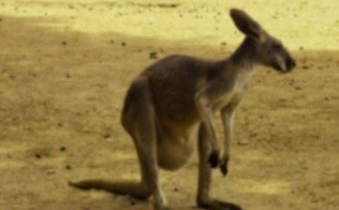 �������ĳɹ�����550��