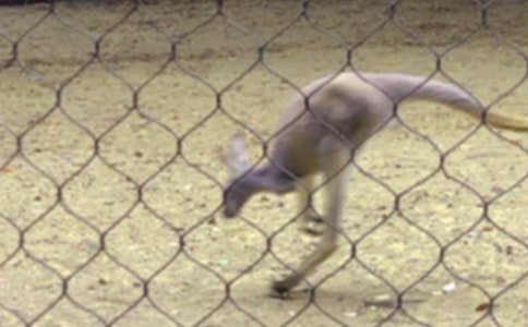 【精華】袋鼠作文300字3篇