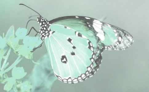 ����Ұ����ֲ���ջ�ӿ��Y(ji��)��ͨ��6ƪ��