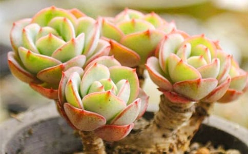 ����ѩɏ���꼉����