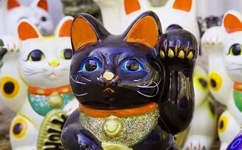 發(fā)財樹作文