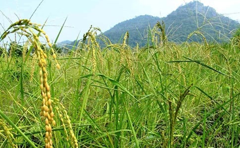 ���^�����r���Ĵ��졷�x���1500��