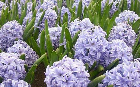 �L(f��ng)���ӳ��L(zh��ng)�^����ӛ