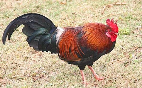 �茑���u������