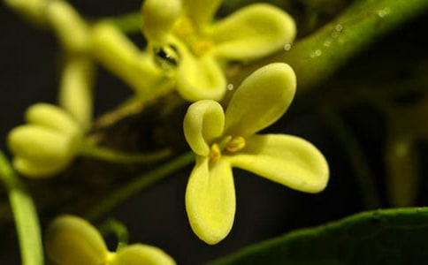 ͨ�����ݹ𻨵ľ���31�l