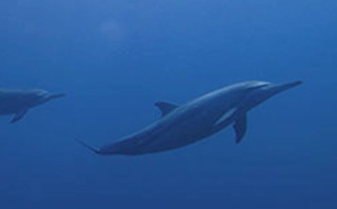 ���{(l��n)ɫ�ĺ����u���x���600��