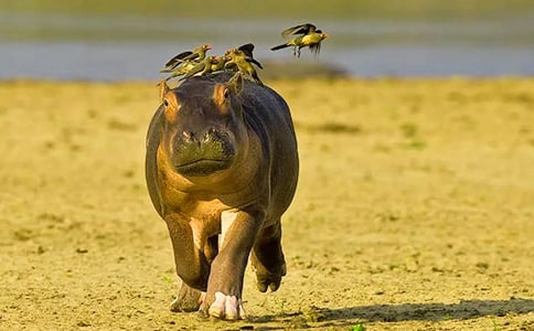 ���Rҧβ����