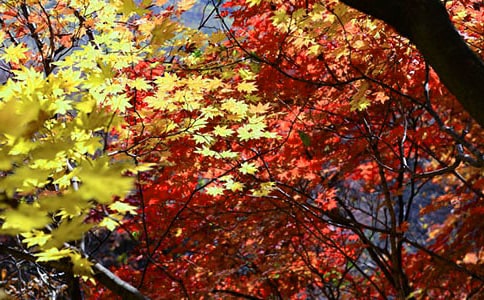 �����t�~�^�p���c(di��n)��B