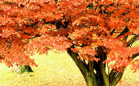 ��ɽ�t�~����600�֣����x37ƪ��