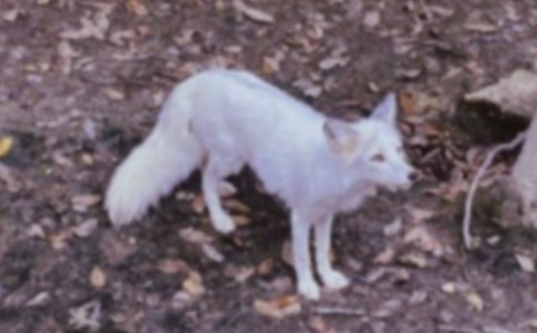 狐貍的眼淚打一成語