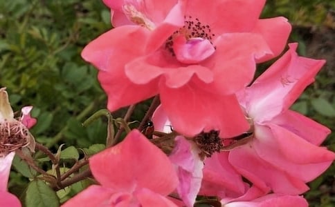 ��ϣ���ҵ�Ը�������񻨶�ʢ�_(k��i)һ�ӵ���������