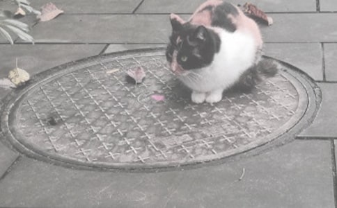 ���w����300�֣����x20ƪ��