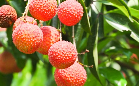 ��ϲ�g���\��֦-����