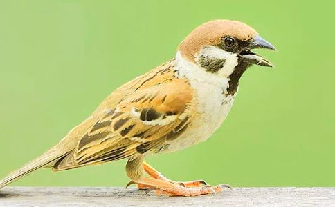 С��ȸ�ĉ�������