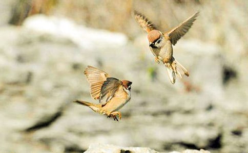 �P(gu��n)����ȸ��Ԣ�Թ���