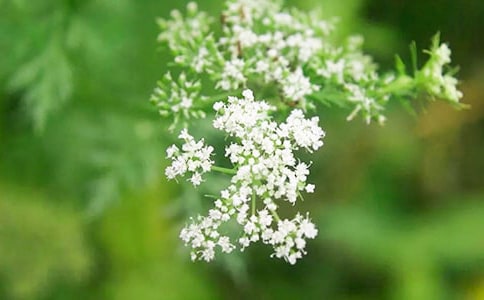 關(guān)于滿天星的唯美句子7篇