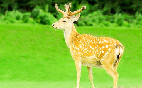 梅花鹿作文20篇