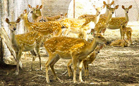 �ɐ�(��i)��÷��¹����4ƪ