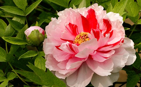 ٝ��ĵ�����ļѾ䣨���x300�䣩