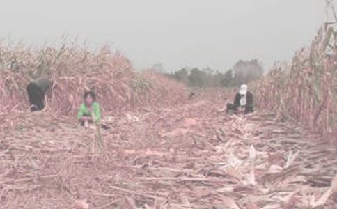 ��һ�θ��r(n��ng)������4ƪ