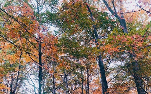 �������~����(5ƪ)