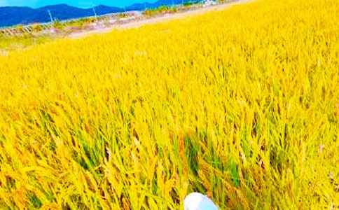 第一次體驗秋收小學(xué)作文