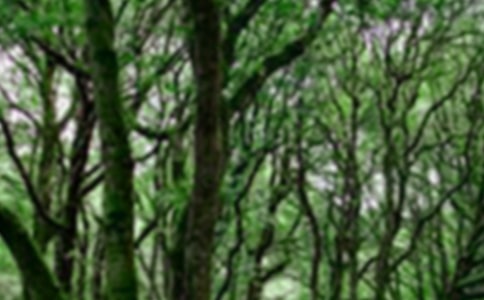 鎮(zhèn)江南山國家森林公園導(dǎo)游詞2篇