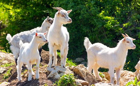 ��ɽ�򲻳����òݡ��x���400�֣����x10ƪ��