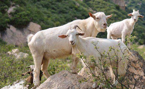 Сɽ���������(���\6ƪ)