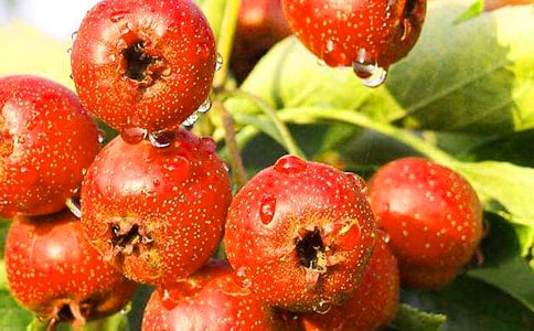 �茑ɽ高�����