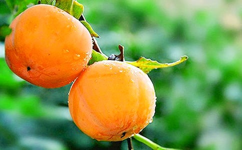 ѩ�����x���300��