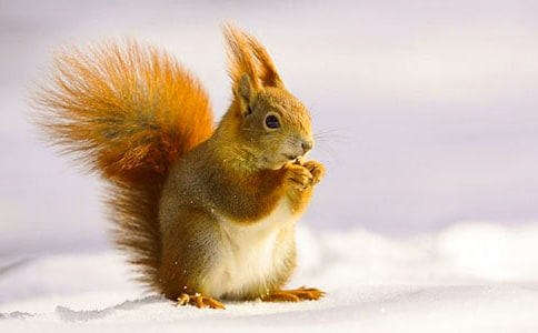 �˽̰桶С�����һ������f�n��