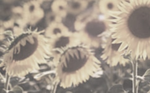 神奇的太陽(yáng)花女孩讀后感范文400字(通用9篇)