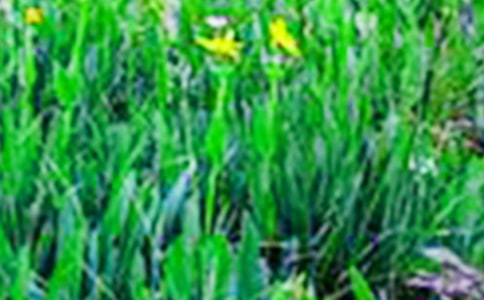 ��Ұ����