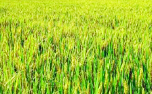 �茑����Ұ�ľ���