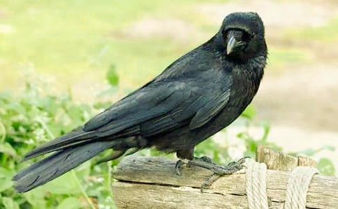 �x���͞��f�����ӡ��и�