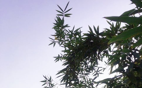 關(guān)于朋友圈午安語錄大全90句