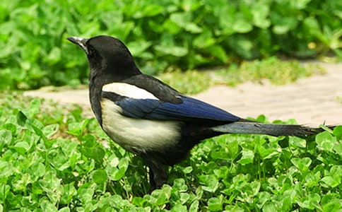 �c�L�����ϲ�o����