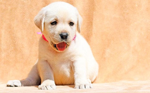 �ɐ۵�С����ӛ