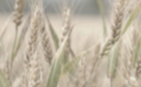 ί�зNֲС��Ʒ�N��ͬ��