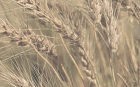 小麥糧食購(gòu)銷合同范本(通用6篇)